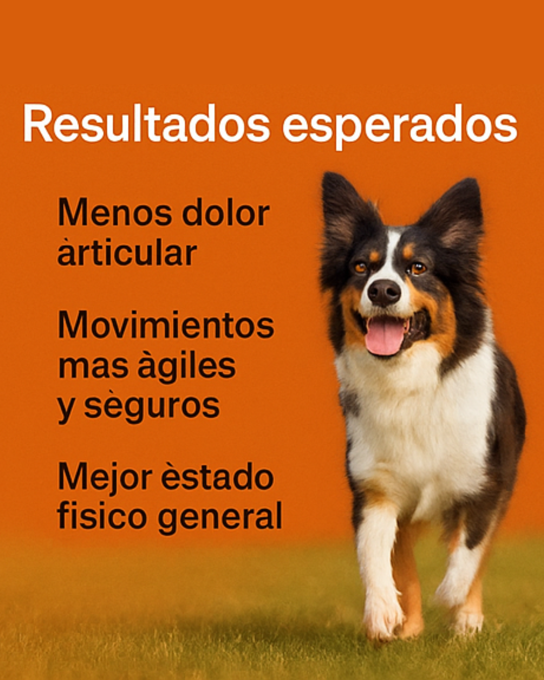 EBOOK MOVILIDAD PLENA - RECETARO NATURAL PARA ARTICULACIONES FUERTES Y PERROS FELICES