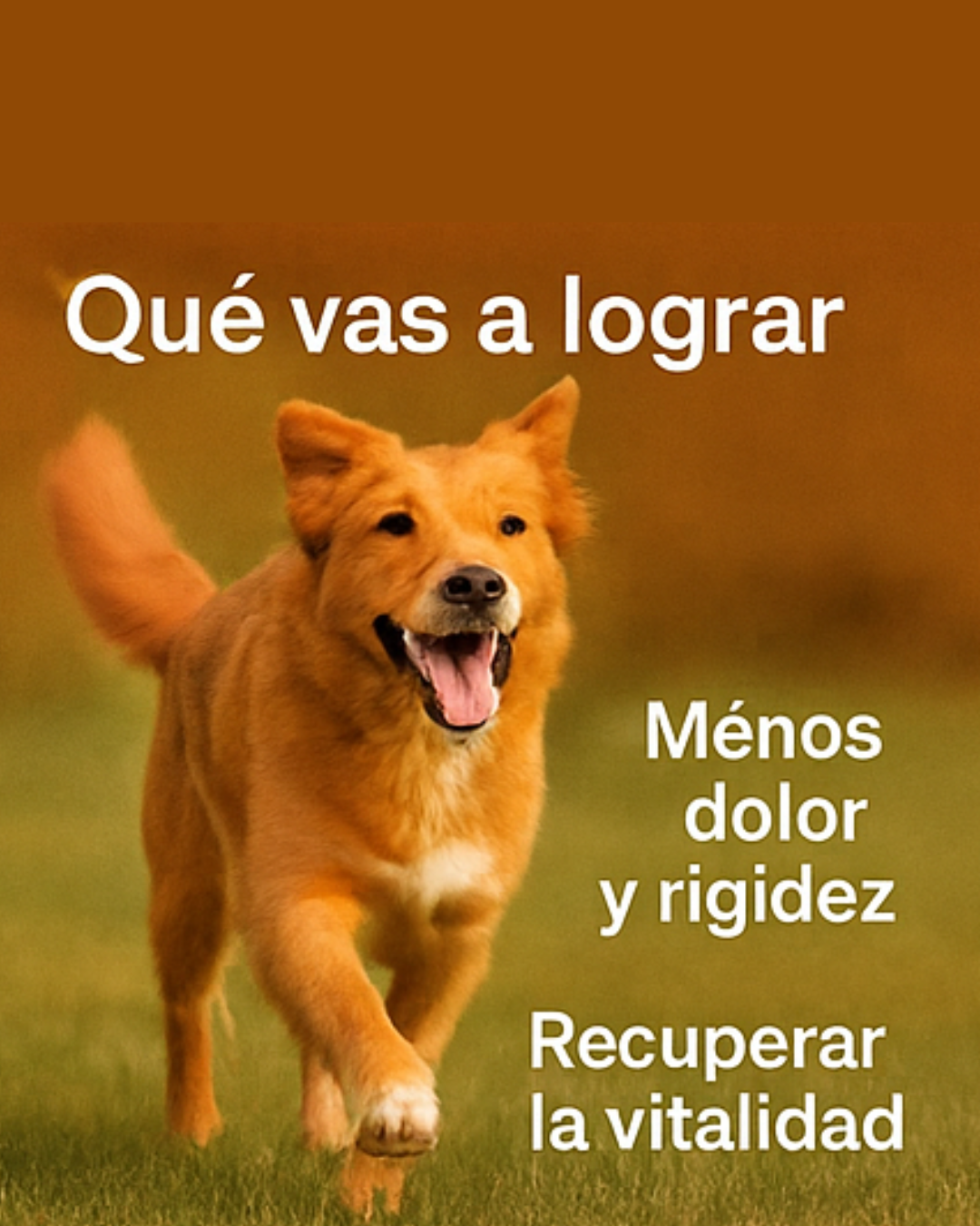EBOOK MOVILIDAD PLENA - RECETARO NATURAL PARA ARTICULACIONES FUERTES Y PERROS FELICES